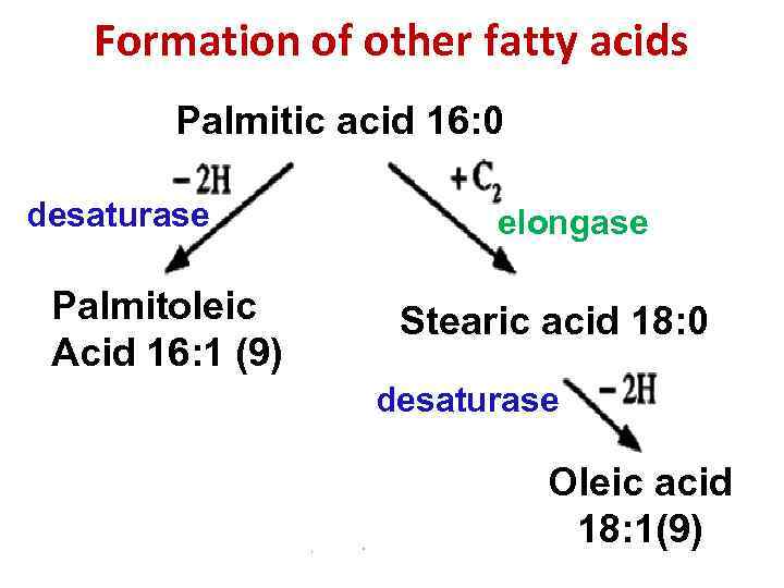 Formation of other fatty acids Palmitic acid 16: 0 desaturase Palmitoleic Acid 16: 1