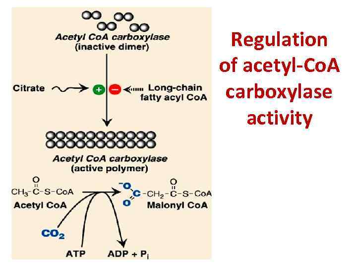 Regulation of acetyl-Co. A carboxylase activity 