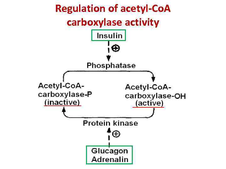 Regulation of acetyl-Co. A carboxylase activity 