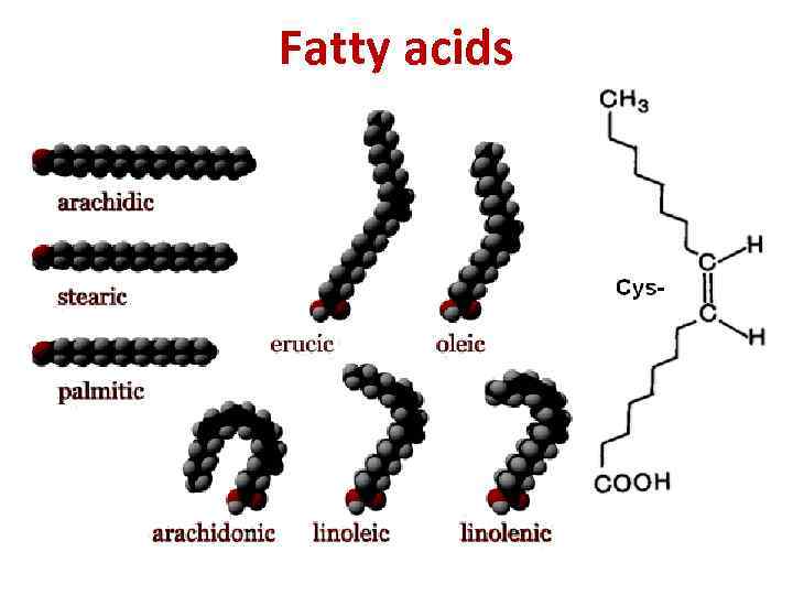 Fatty acids 