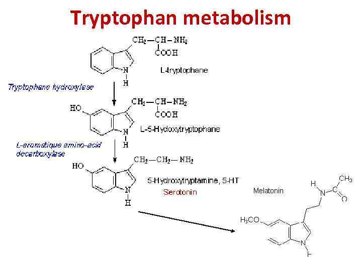 Tryptophan metabolism 