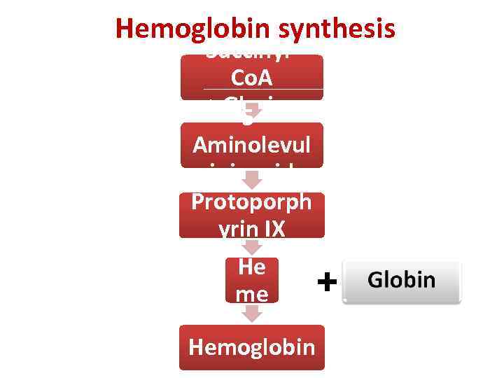  Hemoglobin synthesis Succinyl. Co. A + Glycine 5 Aminolevul inic acid Protoporph yrin