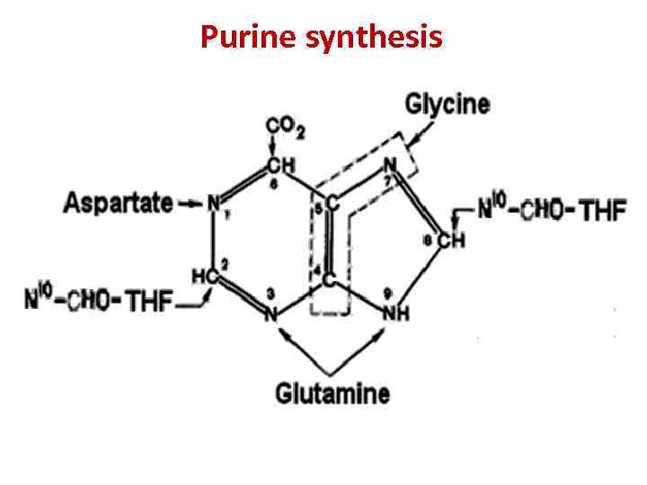 Purine synthesis 