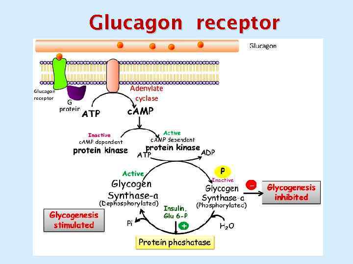 Glucagon receptor 