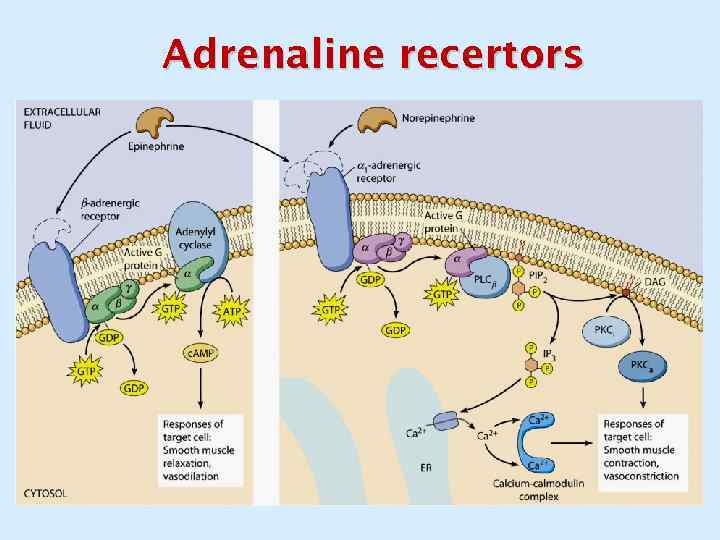 Adrenaline recertors 