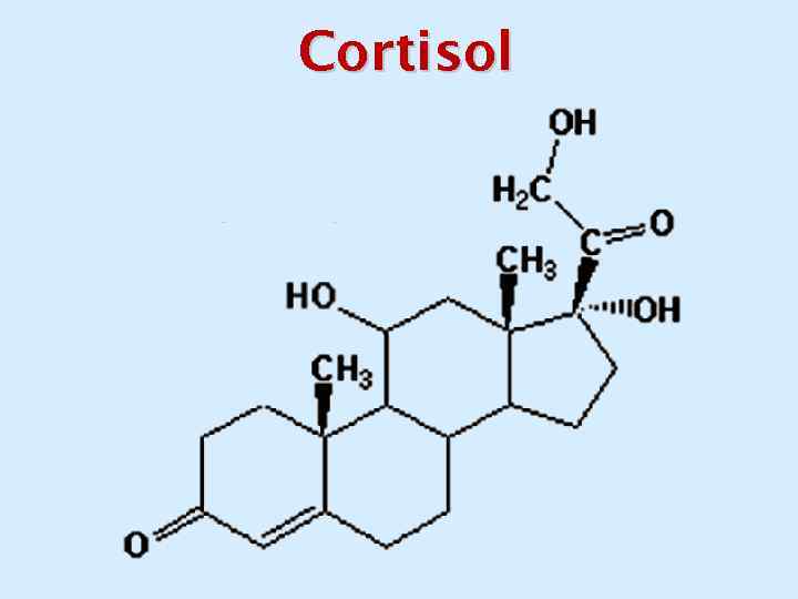 Cortisol 