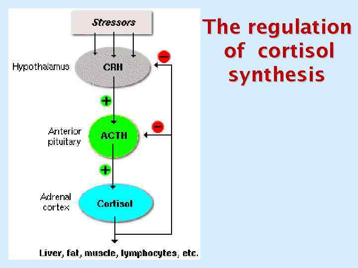 The regulation of cortisol synthesis 