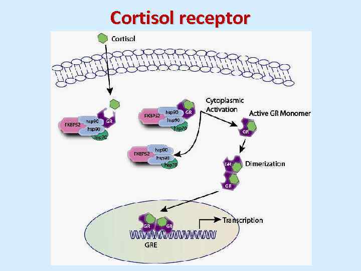 Cortisol receptor 