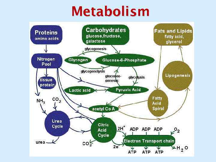 Metabolism 