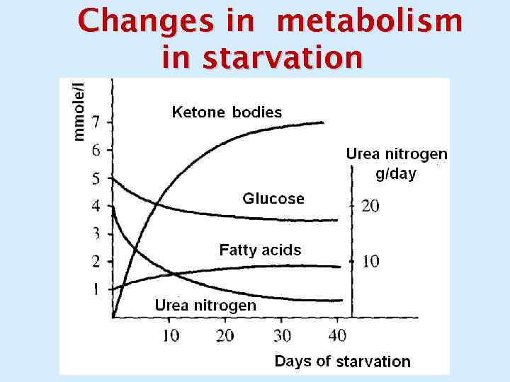 Changes in metabolism in starvation 