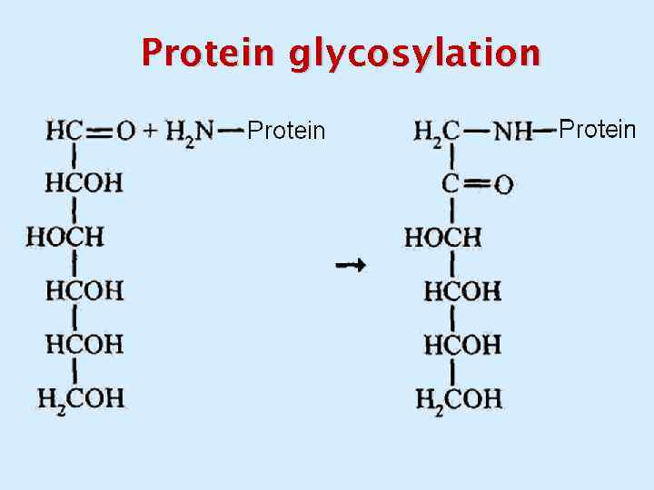 Protein glycosylation 