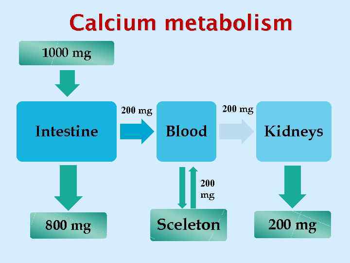 Calcium metabolism 1000 mg 200 mg Intestine Blood Kidneys 200 mg 800 mg Sceleton