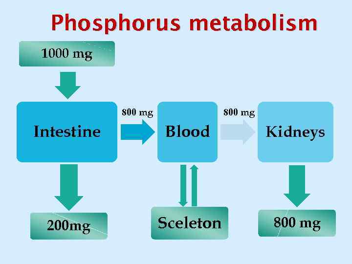 Phosphorus metabolism 1000 mg 800 mg Intestine Blood Kidneys 200 mg Sceleton 800 mg