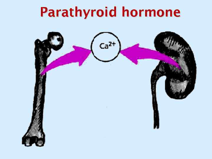 Parathyroid hormone 