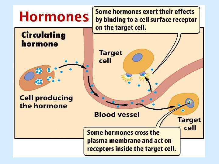 Hormones 