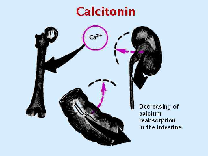 Calcitonin 