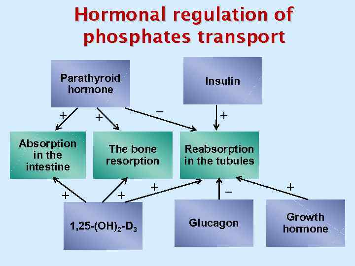 Hormonal regulation of phosphates transport Parathyroid hormone + _ + Absorption in the intestine