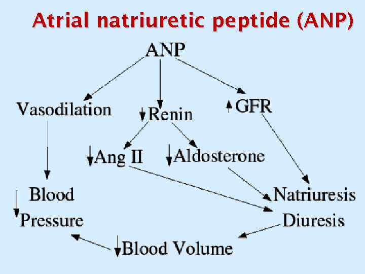 Atrial natriuretic peptide (ANP) 