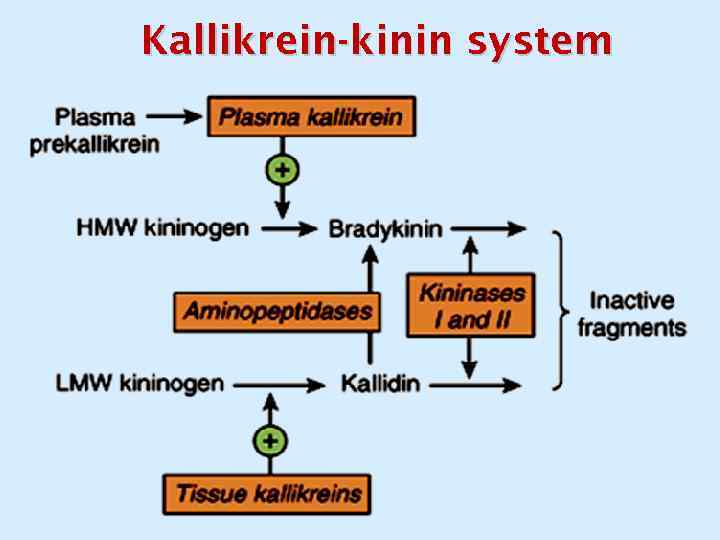 Kallikrein-kinin system 