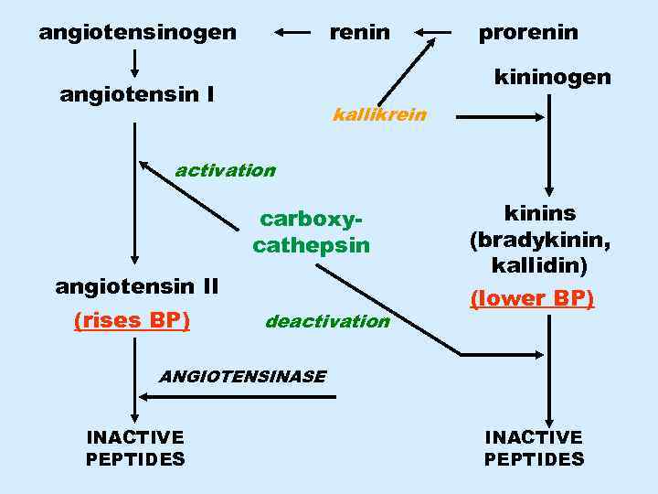 angiotensinogen renin prorenin kininogen angiotensin I kallikrein activation carboxycathepsin angiotensin II (rises BP) deactivation