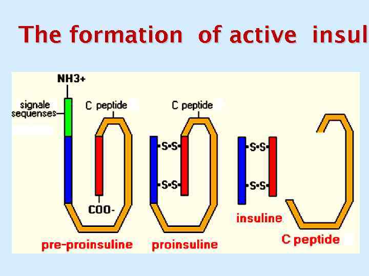 The formation of active insuli active insul 