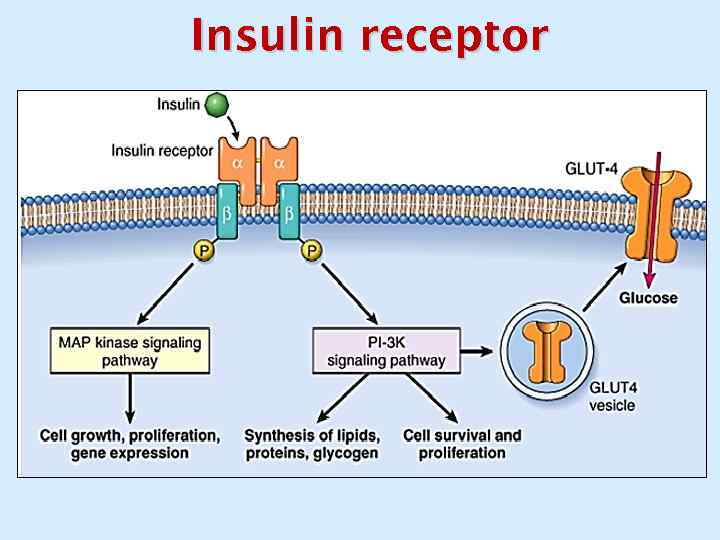 Insulin receptor 