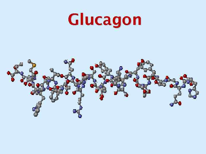 Glucagon 