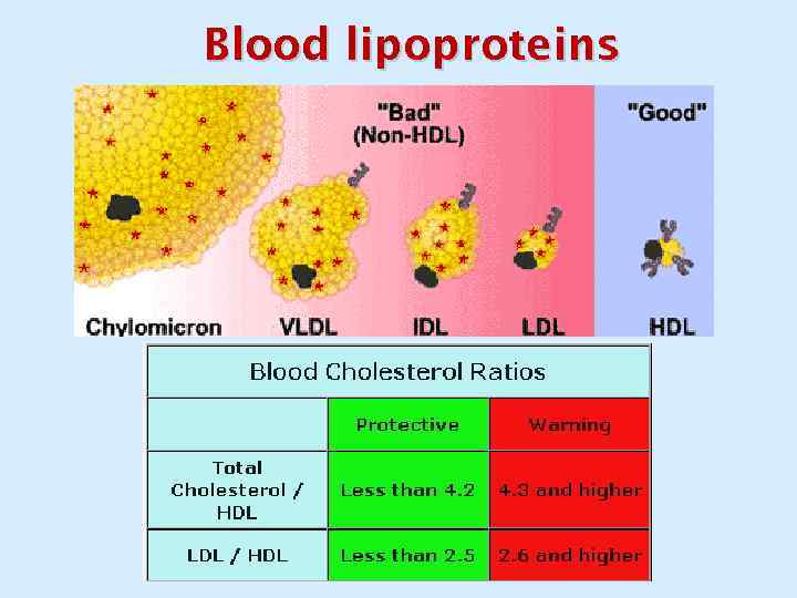 Blood lipoproteins 