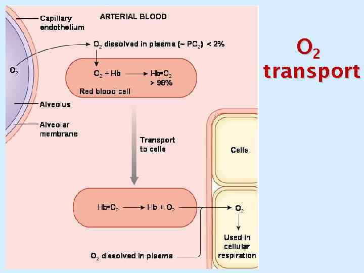 O 2 transport 