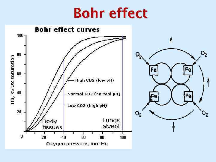 Bohr effect 