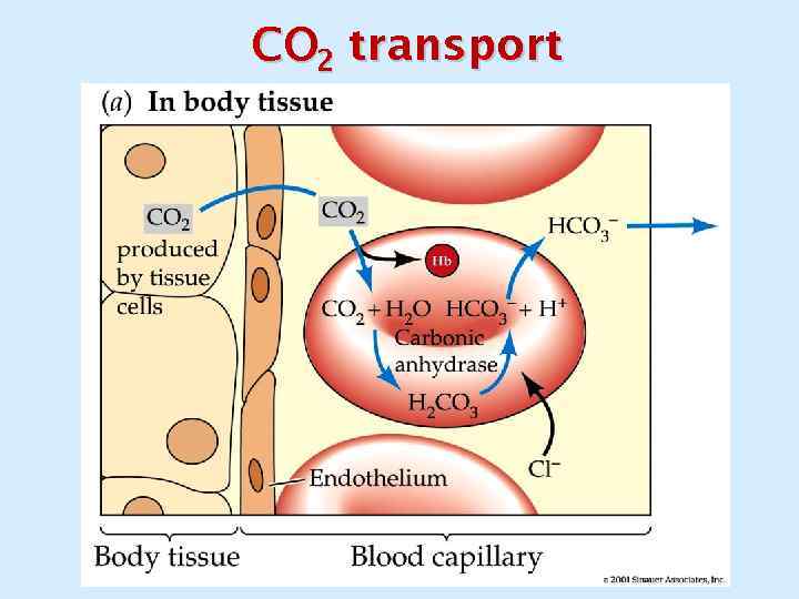 CO 2 transport 