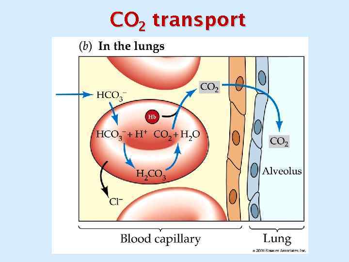 CO 2 transport 