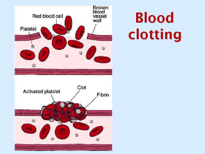 Blood clotting 