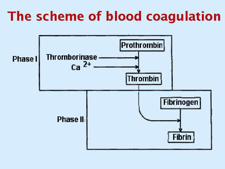 The scheme of blood coagulation 