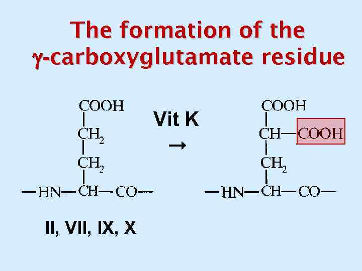 The formation of the -carboxyglutamate residue Vit K II, VII, IX, X 