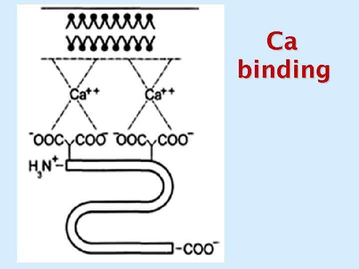 Ca binding 