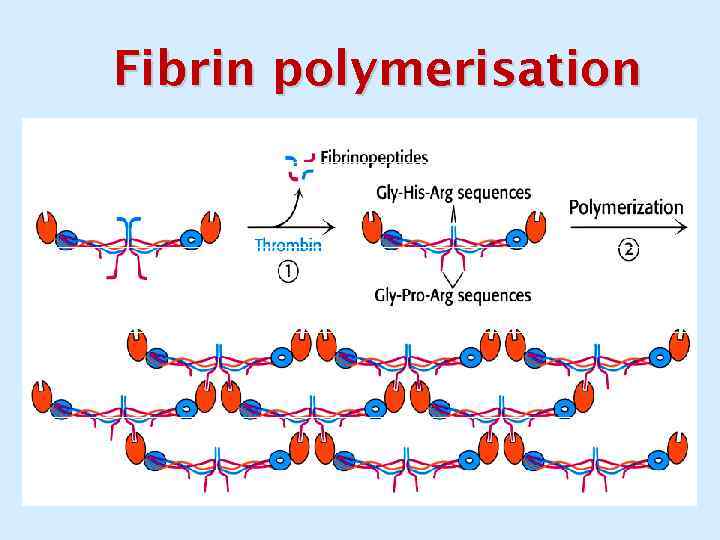 Fibrin polymerisation 