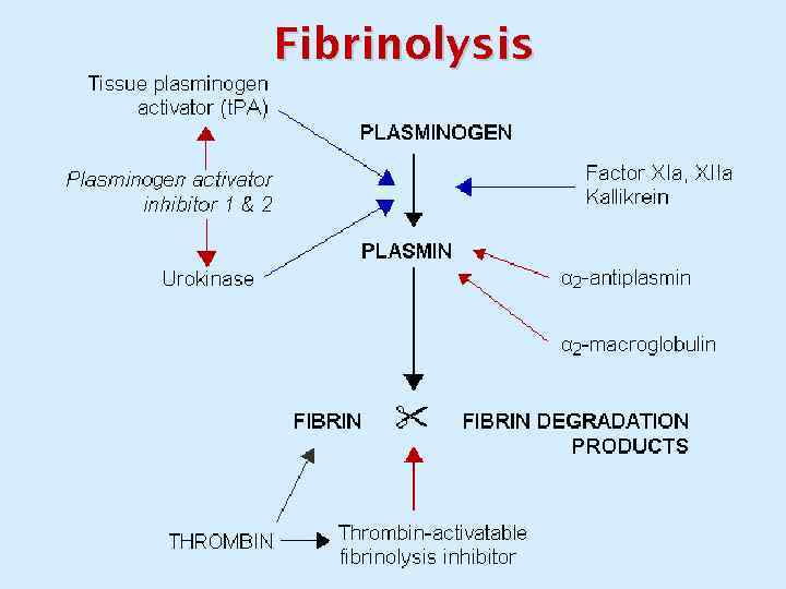 Fibrinolysis 