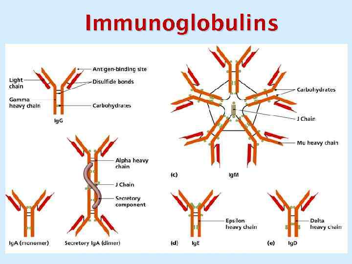 Immunoglobulins 