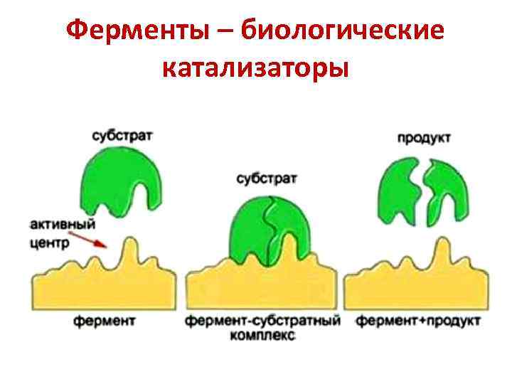 Ферменты – биологические катализаторы 