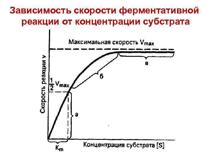 Зависимость скорости ферментативной реакции от концентрации субстрата 