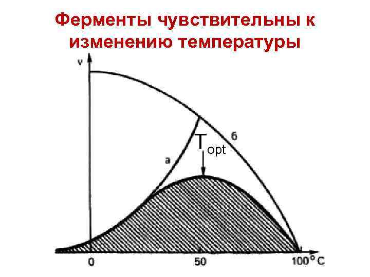 Ферменты чувствительны к изменению температуры Тopt 
