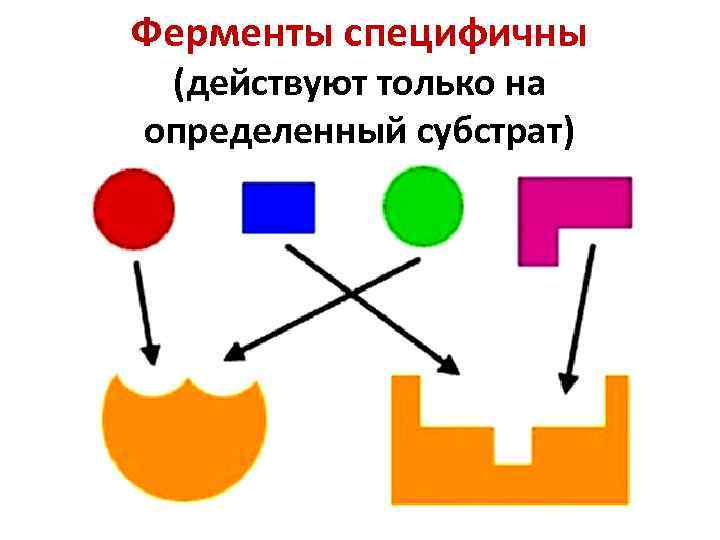 Ферменты специфичны (действуют только на определенный субстрат) 