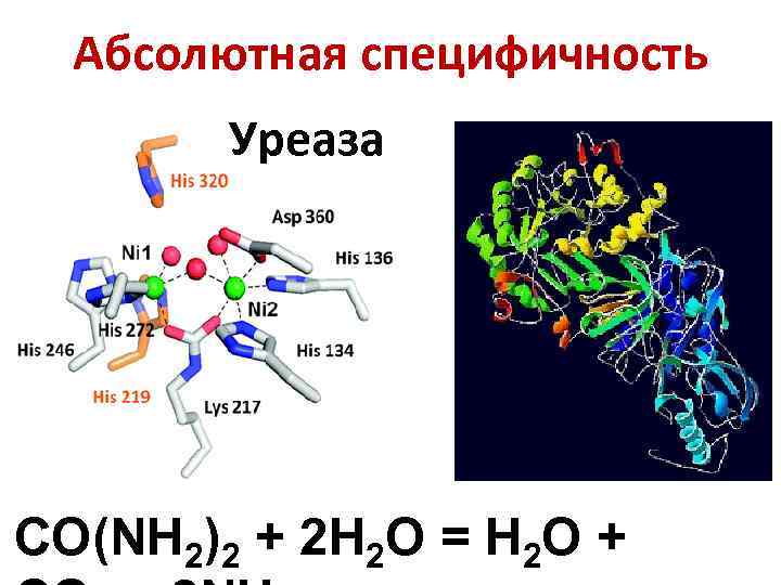 Абсолютная специфичность Уреаза CO(NH 2)2 + 2 H 2 O = H 2 O