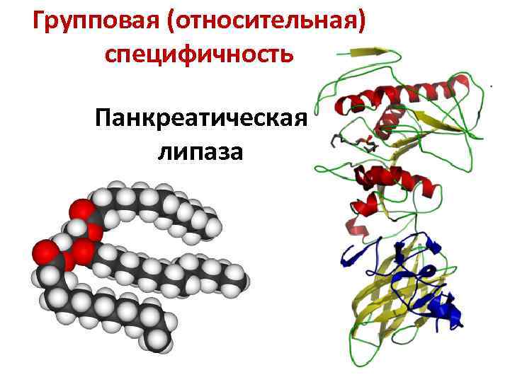 Групповая (относительная) специфичность Панкреатическая липаза 