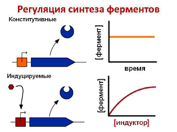 Регуляция синтеза ферментов 