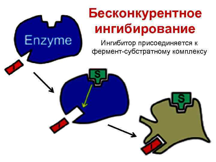 Бесконкурентное ингибирование Ингибитор присоединяется к фермент-субстратному комплексу 