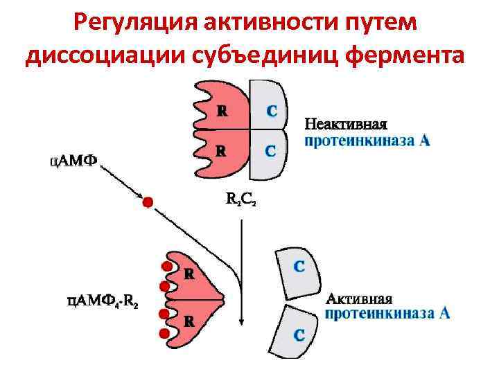 Регуляция ферментов