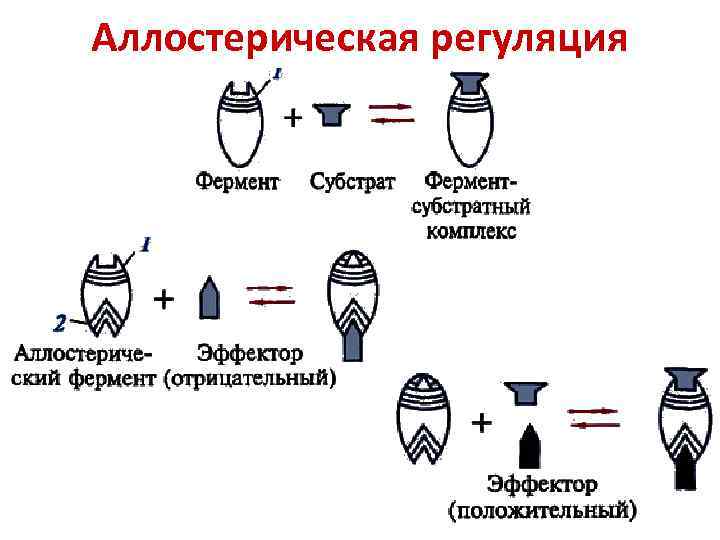 Аллостерическая регуляция 