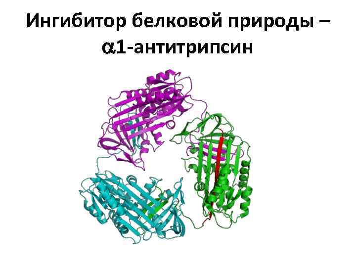 Ингибитор белковой природы – 1 -антитрипсин 